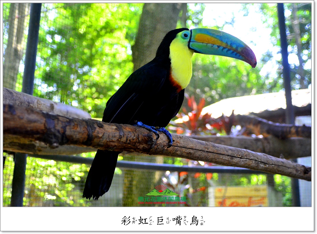 【生態保育鳥園】