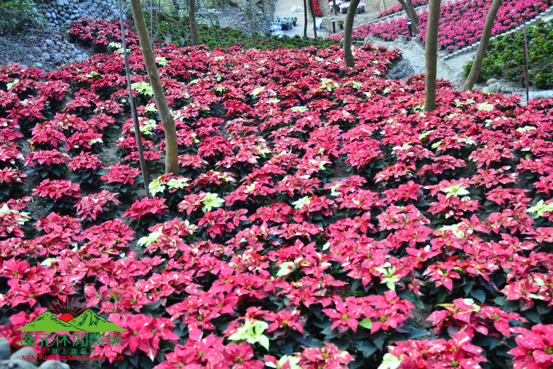 2015 熱情山坡  聖誕紅了